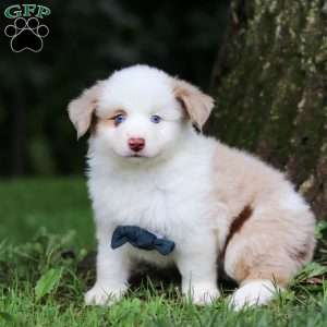 Frisky, Miniature Australian Shepherd Puppy